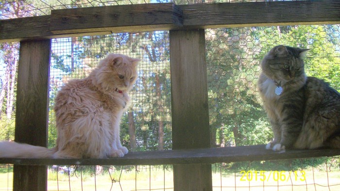 Marigold and Opie in catio