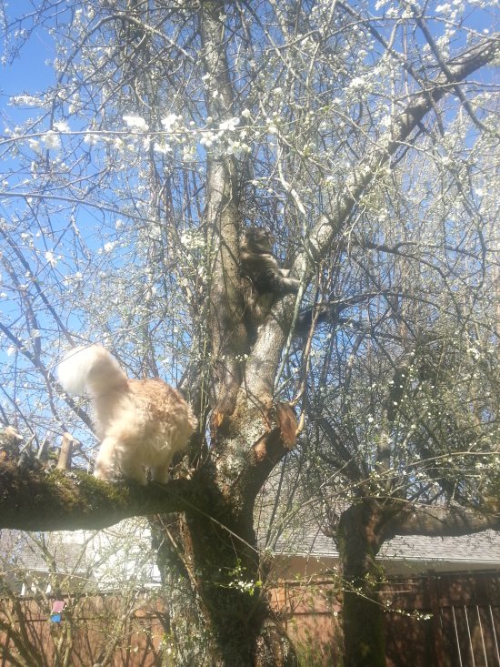 Marigold in tree